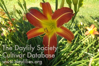 Daylily St James Infirmary